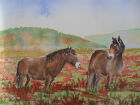 Exmoor Pones (Copyright)